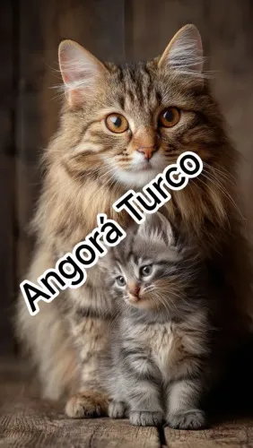 Ronronandos Peludos Turkish Filhotes