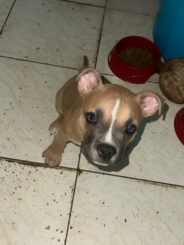 American bully filhote 2 meses vacinado