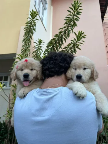 Golden Retriever