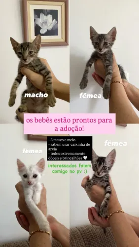 gatinhos para adoção