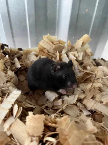Hamster sírio