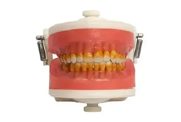 Manequim de Cirurgia com Dentes de Periodontia PD110 - Pronew