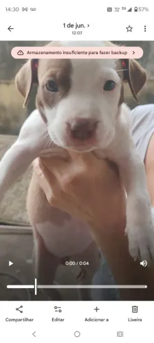 Pitbull América 