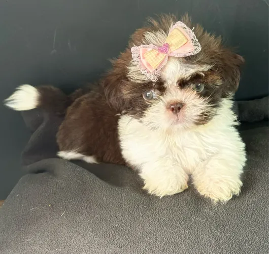 Shih tzu mini Filhotinha fêmea chocolate com olhos verdes