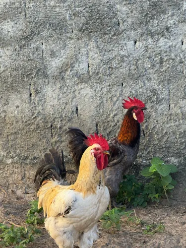 Galinhas caipira 80,00