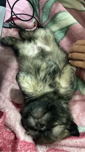 Doa-se dois shih tzu