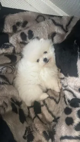 Spitz Alemão
