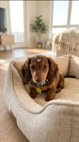 Dachshund Pelo longo macho/ pedigree opcional