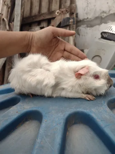 Porquinho da índia