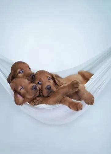 Cocker Spaniel Inglês Carinho que se adapta ao seu mundo