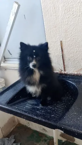 Lulu macho 