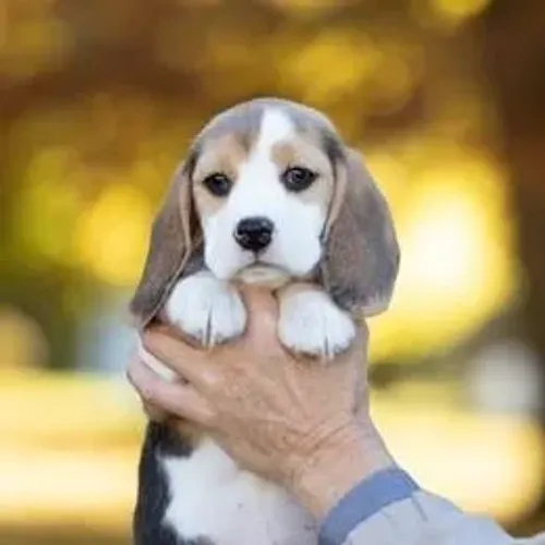 Beagle,Beagle Filhote Saudável Excelente Companhia