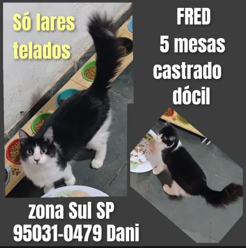 Lindos gatos castrados 