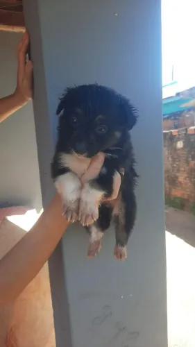 Border Collie