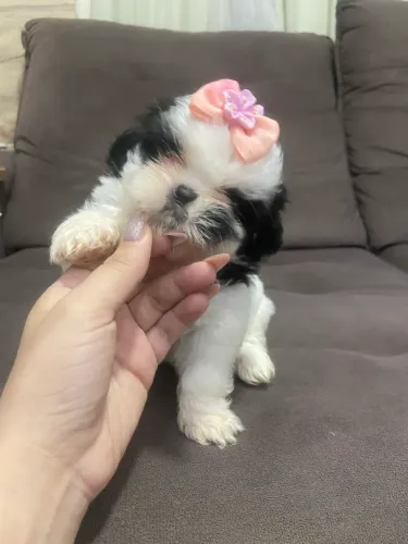 Shihtzu fêmea