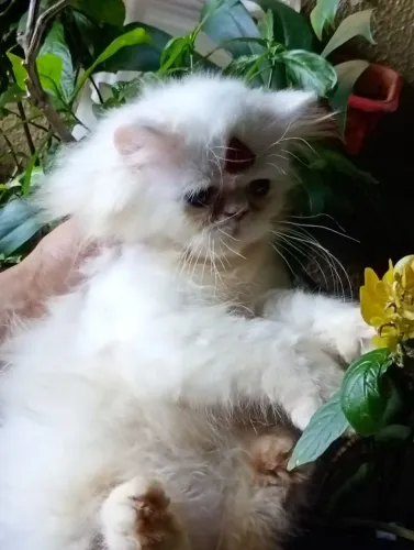 Linda gata persa fêmea com 60 dias branca neve pais persa puro