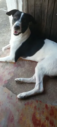 Pra doar, macho 1 ano e dois meses 