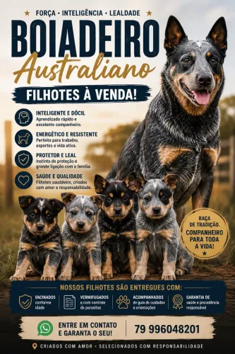 Filhotes de boiadeiro australiano (blue heeler)