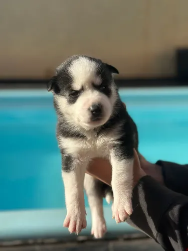 Husky Siberiano - 15 dias 
