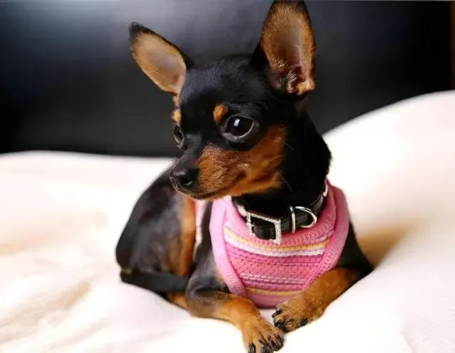 Cachorro