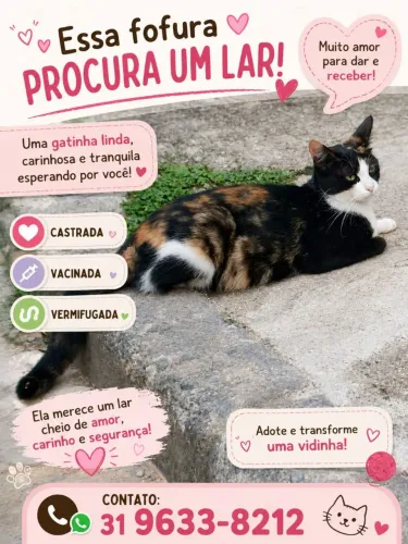 Gata castrada para adoção