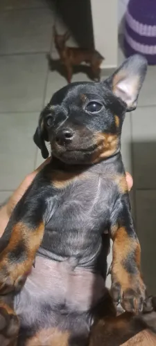 Pinscher 