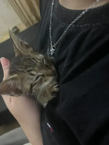 Gato para adoção