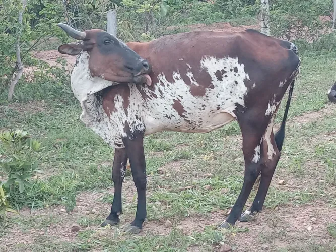 Vaca Girolando