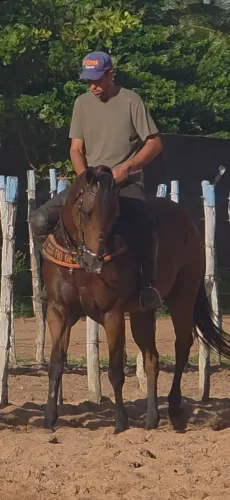 Cavalo de direita