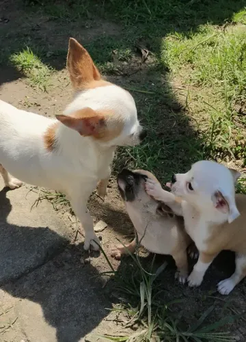 Chihuahua #MACHO