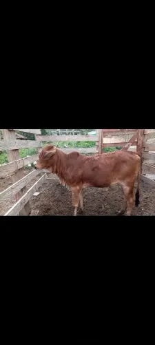 Vende-se Bezerra filha de touro nelore pintado