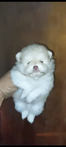 Lulu da pomerania