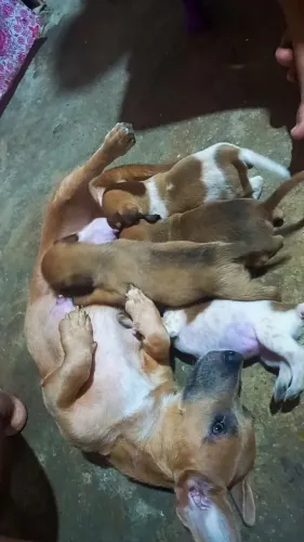 Cachorros porte pequeno 