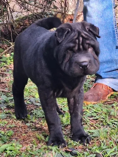 Shar pei 