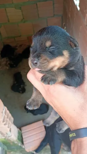 Vendo filhote de Rottweiler (puro)