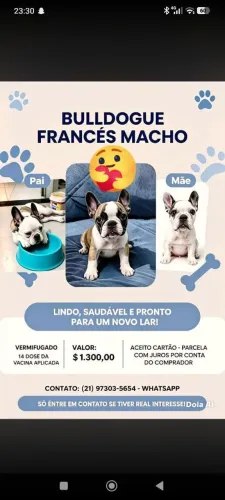 Buldogue frances