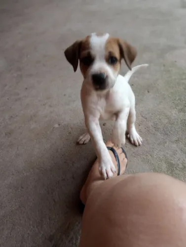 Doação de cachorro, 2 cachorrinhos com sessenta dias de vida, vacinados porte pequeno, 