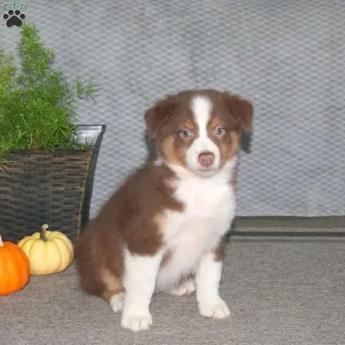?Border Collie filhotes disponíveis - preço especial?