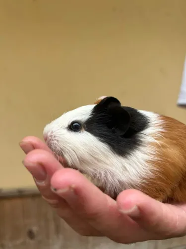 Filhote com 30 dias de porquinho da Índia 