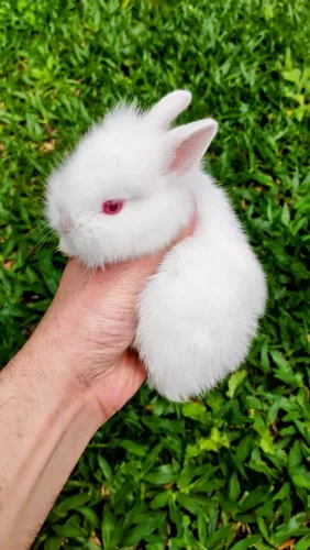 Filhotes de Mini coelho