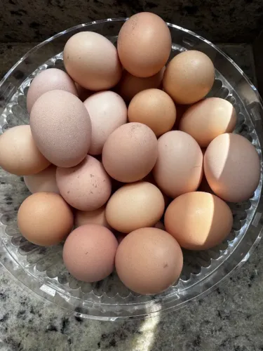 Ovos de galinha Brahma 