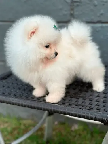 Super perfeito! Lulu da pomerania macho promoção 