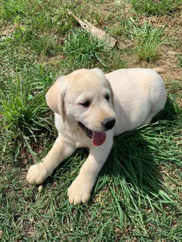 Lindos bebes labrador