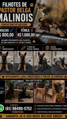 Filhote Pastor Malinois