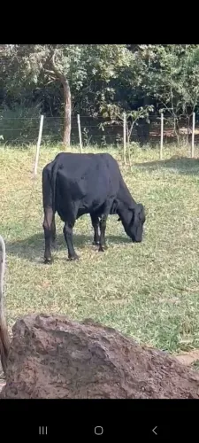 Vendo vaca 