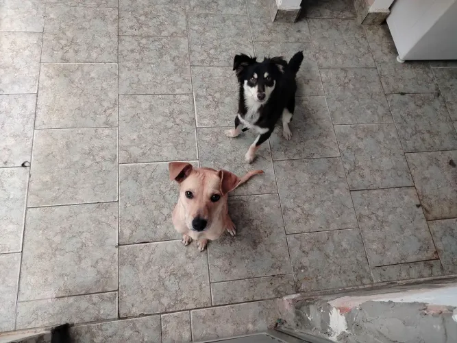 Doando um macho e um fêmea 