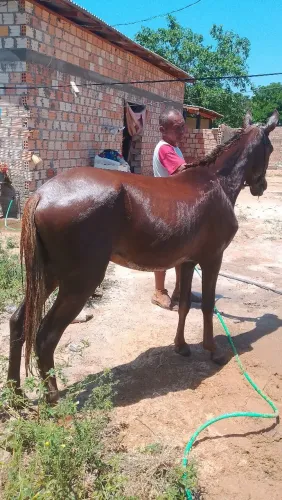 Vendo esse potro