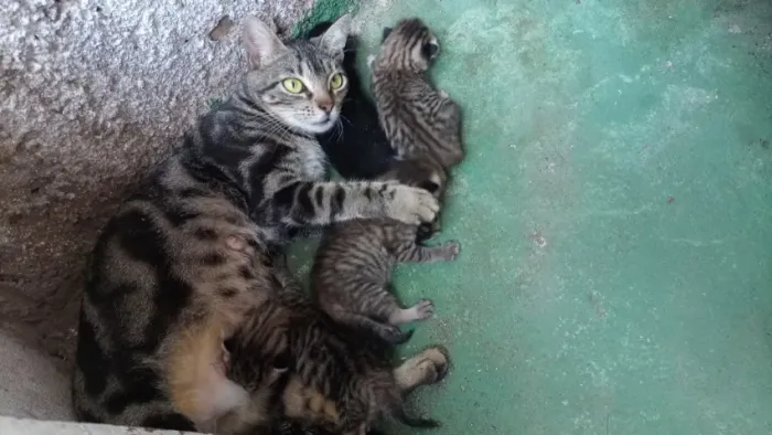 Gatos abandonados, sem rumo e vulneráveis