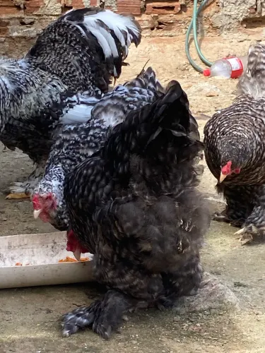 Galinha Brahma dúzia de ovos
