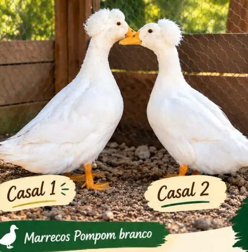 Ovos galados, marreco Pompom e Rouen , pintinhos GLC e Sedosa do Japão